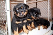 Home raised Rottweiler puppies available