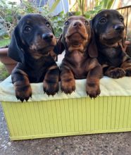 Miniature Smooth Dachshund Puppies
