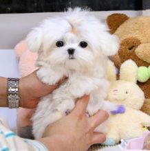 Miniature Maltese puppies available Image eClassifieds4u 3