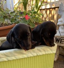 Miniature Smooth Dachshund Puppies Image eClassifieds4u 3
