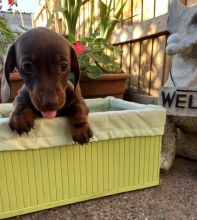 Miniature Smooth Dachshund Puppies Image eClassifieds4u 4