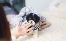 Toy poodle puppies wanting a home Image eClassifieds4u 4
