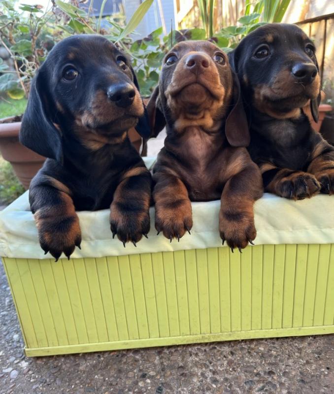 Miniature Smooth Dachshund Puppies Image eClassifieds4u