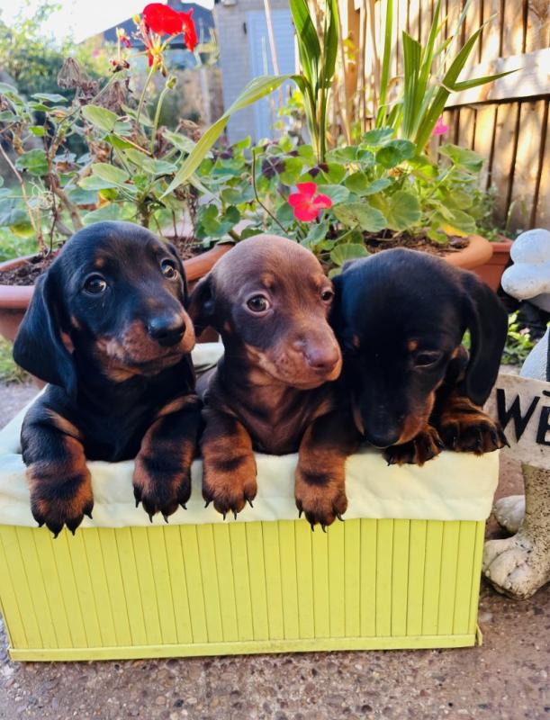 Miniature Smooth Dachshund Puppies Image eClassifieds4u