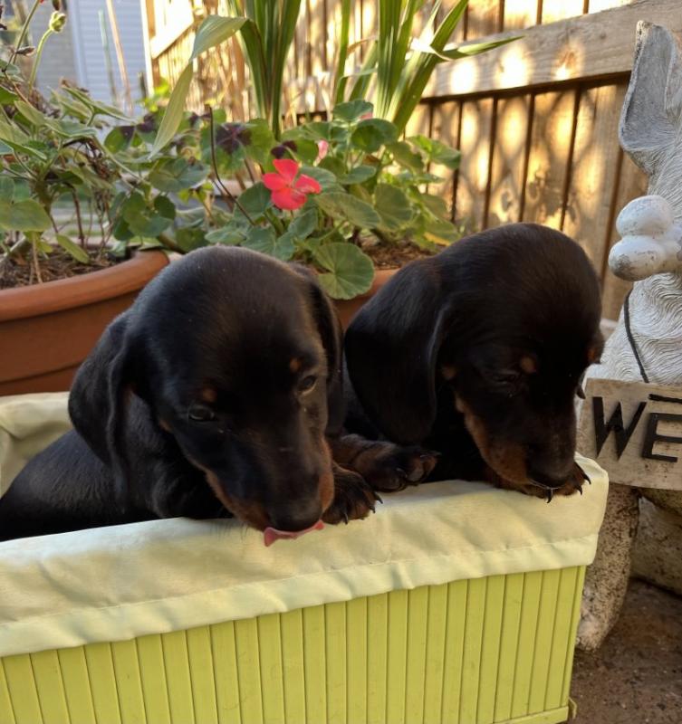 Miniature Smooth Dachshund Puppies Image eClassifieds4u