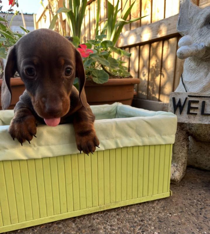 Miniature Smooth Dachshund Puppies Image eClassifieds4u