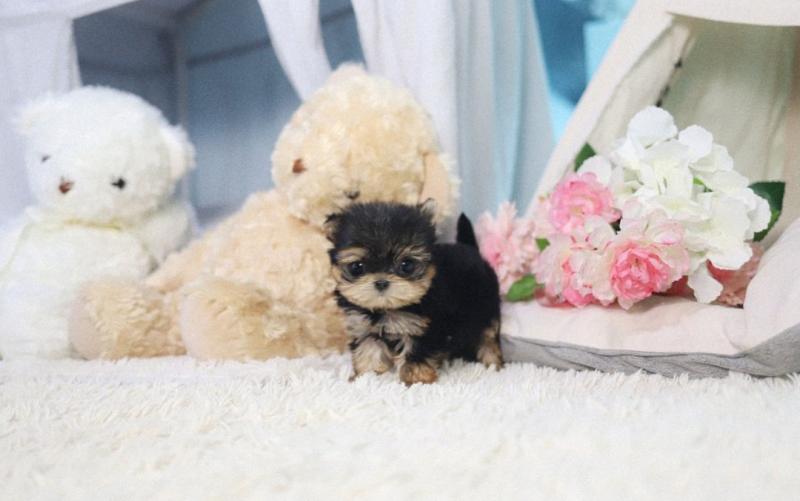 Yorkshire Terrier puppy ready for new home. Image eClassifieds4u