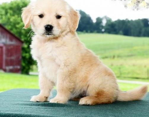 🟥🍁🟥 CANADIAN GOLDEN RETRIEVER PUPPIES 🥰 READY FOR A NEW HOME 💗🍀🍀 Image eClassifieds4u