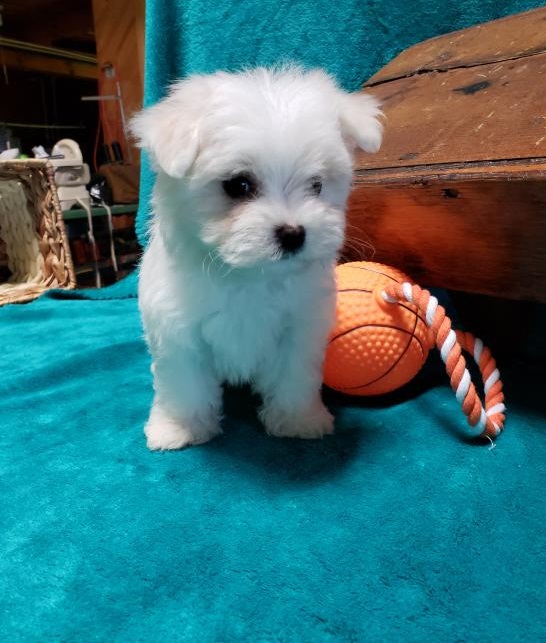 🟥🍁🟥 CANADIAN MALTESE PUPPIES 🥰 READY FOR A NEW HOME 💗🍀🍀 Image eClassifieds4u