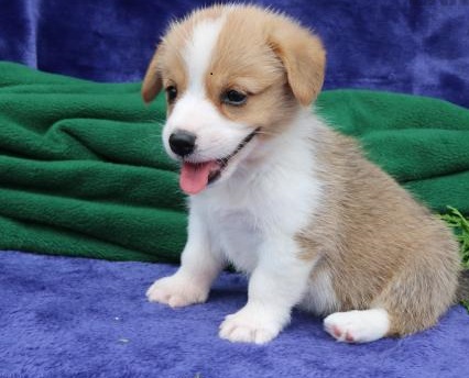 🟥🍁🟥 CANADIAN PEMBROKE WELSH CORGI PUPPIES 🥰 READY FOR A NEW HOME 💗🍀🍀 Image eClassifieds4u
