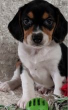 🟥🍁🟥 CANADIAN BEAGLE PUPPIES 🥰 READY FOR A NEW HOME 💗🍀🍀 Image eClassifieds4u 1