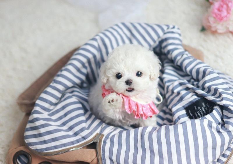 Bichon Frise puppies for sale Image eClassifieds4u