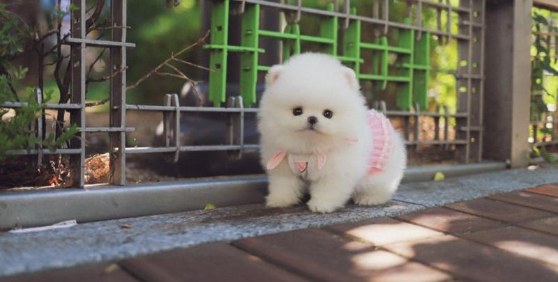 Cute Pomeranian pups available Image eClassifieds4u