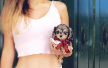Miniature Dachshund pupppies available Image eClassifieds4u 1