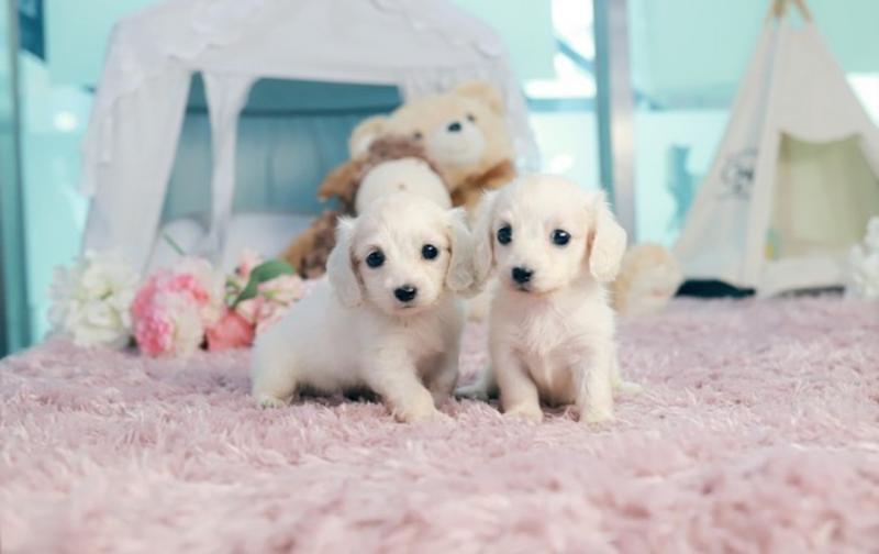 Miniature dachshund puppies for sale Image eClassifieds4u