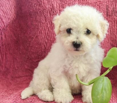 🐕💕 C.K.C BICHON FRISE PUPPIES 🥰 READY FOR A NEW HOME 💗🍀🍀 Image eClassifieds4u