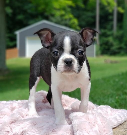 🟥🍁🟥 CANADIAN BOSTON TERRIER PUPPIES 🥰 READY FOR A NEW HOME 💗🍀🍀 Image eClassifieds4u