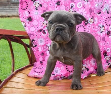 🐕💕 C.K.C FRENCH BULLDOG PUPPIES 🥰 READY FOR A NEW HOME 💗🍀🍀 Image eClassifieds4u