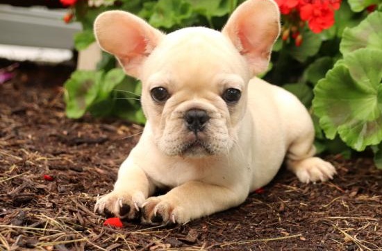🟥🍁🟥 CANADIAN FRENCH BULLDOG PUPPIES 🥰 READY FOR A NEW HOME 💗🍀🍀 Image eClassifieds4u