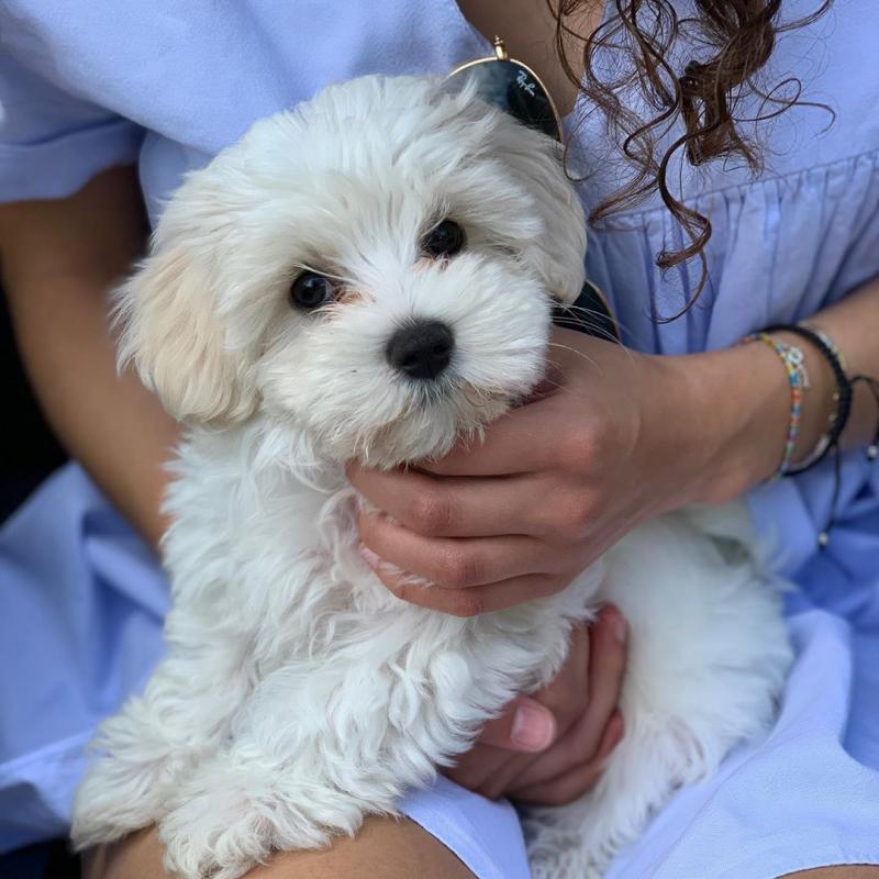 🟥🍁🟥 CANADIAN MALTESE PUPPIES 🥰 READY FOR A NEW HOME 💗🍀🍀 Image eClassifieds4u