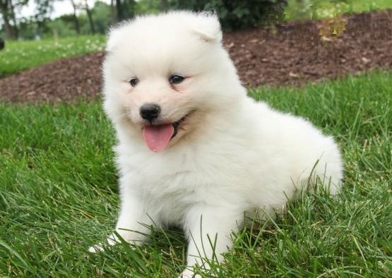 🟥🍁🟥 CANADIAN SAMOYED PUPPIES 🥰 READY FOR A NEW HOME 💗🍀🍀 Image eClassifieds4u