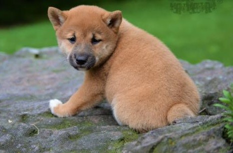 🐕💕C.K.C SHIBA INU PUPPIES 🥰 READY FOR A NEW HOME 💗🍀🍀 Image eClassifieds4u