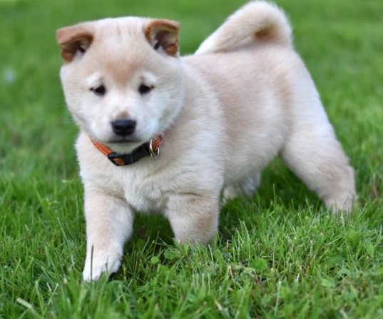 🟥🍁🟥 CANADIAN SHIBA INU PUPPIES 🥰 READY FOR A NEW HOME 💗🍀🍀 Image eClassifieds4u