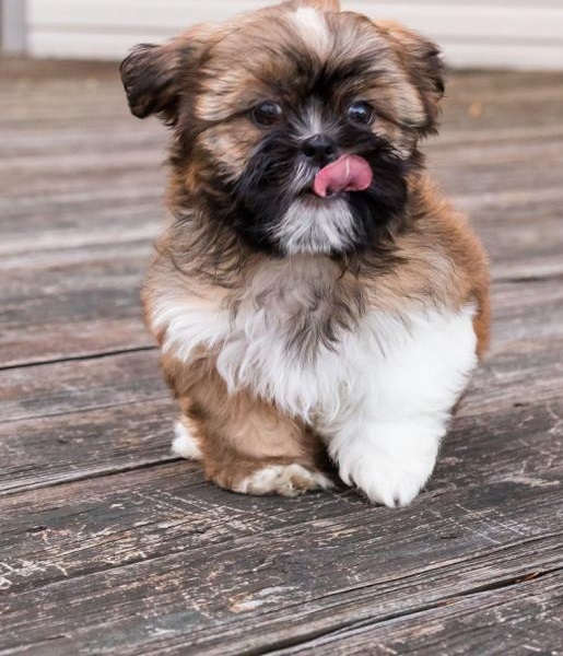 🟥🍁🟥 CANADIAN SHIH TZU PUPPIES 🥰 READY FOR A NEW HOME 💗🍀🍀 Image eClassifieds4u