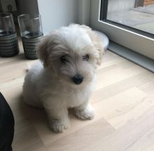 READY NOW Coton De Tulear puppies KC registered puppies