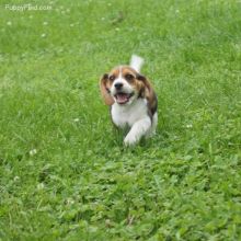 🟥🍁🟥 C.K.C BEAGLE PUPPIES 🥰 READY FOR A NEW HOME 💗🍀🍀 Image eClassifieds4U