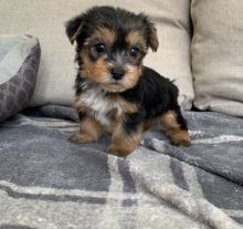 🟥🍁🟥C.K.C YORKSHIRE TERRIER PUPPIES 🥰 READY FOR A NEW HOME 💗🍀🍀 Image eClassifieds4u 2