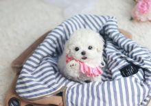 Bichon frise puppies available Image eClassifieds4u 1