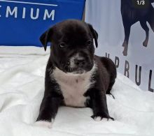 Gorgeous Chunky Staffy Pups Image eClassifieds4u 3