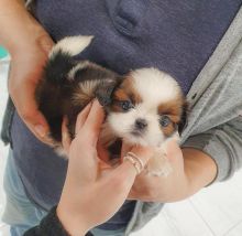 Gorgeous Shih tzu puppies for sale! Image eClassifieds4u 1