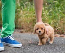 Miniature Goldendoodle pups Image eClassifieds4u 3