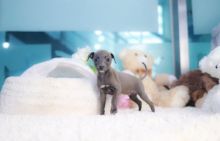 Stunning Italian Greyhound KC Reg Pups Image eClassifieds4u 1