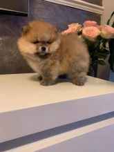 Adorable Pomeranian puppies for sale!!Email petsfarm21@gmail.com or text (831)-512-9409