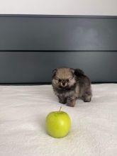 CKC Registered Pomeranian Puppies