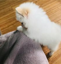Adorable Pomeranian puppies for sale!!Email petsfarm21@gmail.com Image eClassifieds4u 3