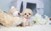 Amazing Maltipoo pups available for sale Image eClassifieds4u 1
