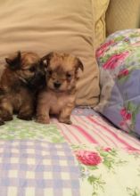 Morkie pups are so adorable with an amazing