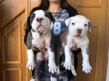 American Pitbull Puppies for sale!!Email petsfarm21@gmail.com or text (831)-512-9409