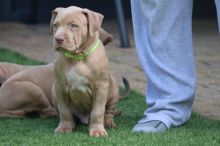 American Pitbull Puppies for sale!!Email Email petsfarm21@gmail.com or text (831)-512-9409 Image eClassifieds4u 2