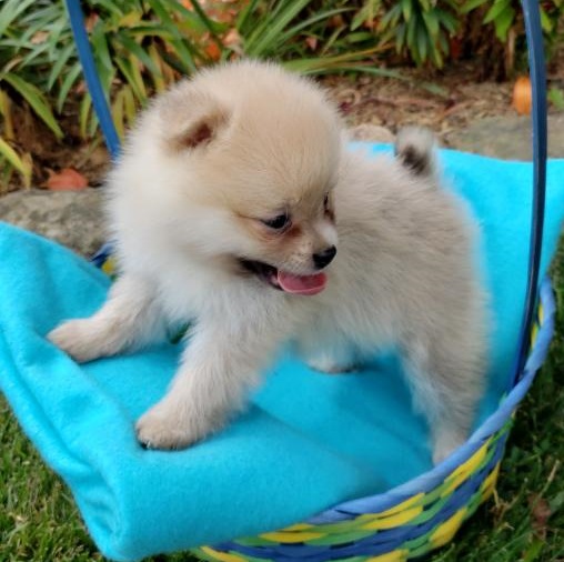 🐕💕 C.K.C POMERANIAN PUPPIES 🥰 READY FOR A NEW HOME 💗🍀🍀 Image eClassifieds4u