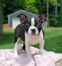 🐕💕 C.K.C BOSTON TERRIER PUPPIES 🥰 READY FOR A NEW HOME 💗🍀🍀