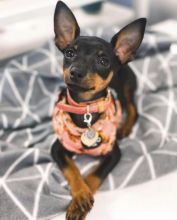 C.K.C MALE AND FEMALE MINIATURE PINSCHER PUPPIES AVAILABLE