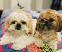 Adorable lovely Male and Female Shih Tzu Puppies for adoption