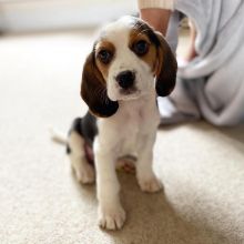 Affectionate Beagle Puppies Available 💕Delivery possible🌎