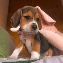 Beautiful Beagle pups for adoption
