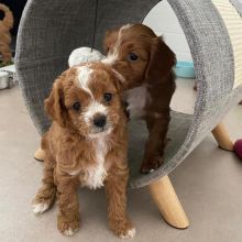 Beautiful cavapoo puppies (grahamscott8510@gmail.com)